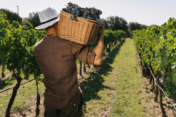 N°30 Olbia: Wine-Tour Prestige Costa Smeralda